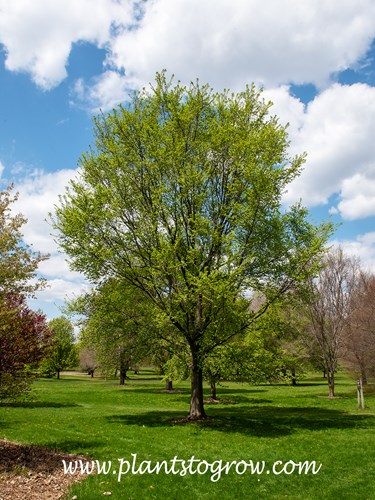 Triumph Elm (Ulmus Morton Glossy)